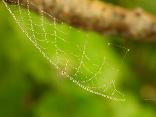 spider web jewels