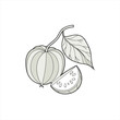© AD Design - Illustration of a cape gooseberry fruit with a leaf and slice