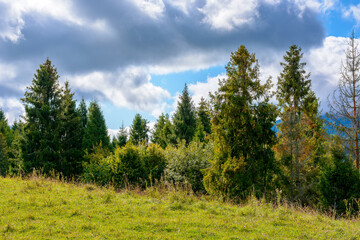 Wall Mural - hillside of mountain range with coniferous forest and meadow. grassy pasture on the hill in autumn. transcarpathia landscape on a sunny morning under sky with clouds