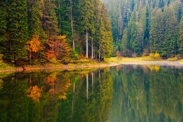 Wall Mural - mountain lake among forest in autumn. nature scenery in the morning. mysterious nature background with tree in orange foliage among coniferous woods of synevyr national park. hazy weather