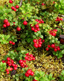 Wild red lingonberries among green moss