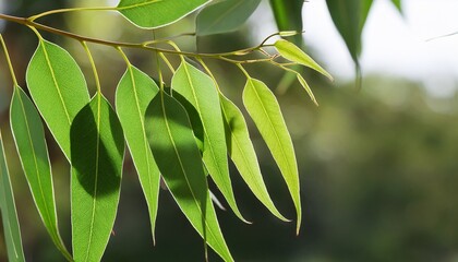 Eucalyptus Leaves On Branch