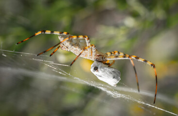 spider on a web