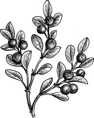 Canvas Print - blueberry branch ink sketch.