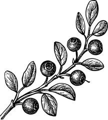 Canvas Print - blueberry branch ink sketch.