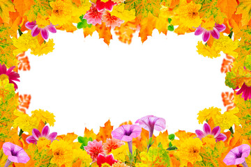 Wall Mural - Autumn floral background of beautiful garden flowers for design. Natural frame.