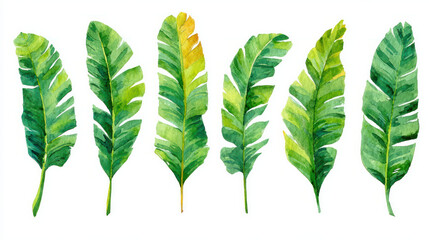 Tropical foliage drawings and a pair of watercolour banana palm leaves on a white background 