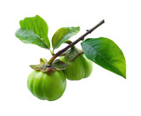 Harvesting green garcinia fruit in lush nature environment PNG, isolated on transparent background