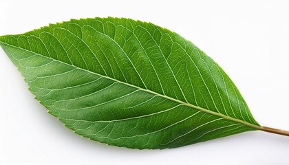 Isolated Green Leafy Branch