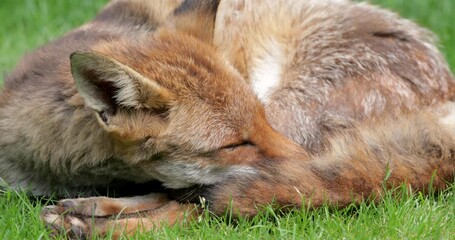 Wall Mural - Red fox sleeping curled up, eyes closed and tail wrapped around its face, UK