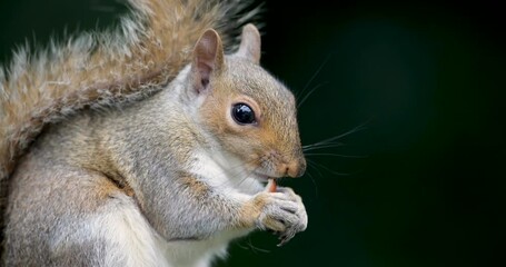 Wall Mural - Portrait of a grey squirrel eating nut, UK