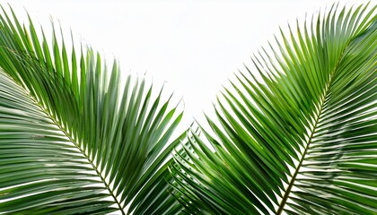 Lush Green Palm Fronds On Transparent Background Tropical Summer Foliage