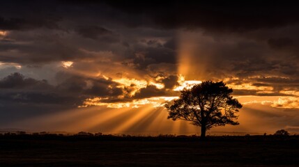 Wall Mural - Vibrant sunset highlights a majestic tree as golden rays break through thick clouds over a vast, open landscape. The sky transforms with captivating colors, creating a breathtaking view.
