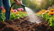 © Viktor - Hands water blooming garden soil with hose. Lush green foliage surrounds vibrant flowers in sunlight. Cultivation, horticulture, summer agriculture care for plants and earth. Wet dirt hydrates flora.