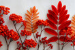 © john - Autumn composition. Dried leaves, flowers, rowan berries on white background. Autumn, fall, thanksgiving day concept. Flat lay, top view, copy space