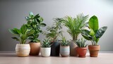 Assorted Houseplants In Various Pots