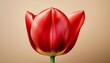 © Tristin - A Vibrant Red Tulip With Fully Open Petals Stands Against A Plain Beige Background