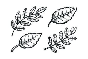 Wall Mural - Four hand drawn botanical foliage sprigs isolated on transparent background,. Vector hand drawn