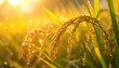 © KAPAL - Golden rice stalks at sunrise