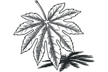 Wall Mural - Hand drawn maple leaf on transparent background. Vector hand drawn