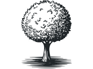 Wall Mural - Black and white drawing of a leafy tree on a transparent background. Vector hand drawn