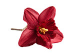 a red flower with a yellow center on a white background