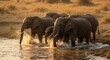 © Creative View - Elefante manada atravessando rio na savana sob luz dourada