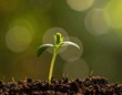 © MDMESBA - Green soybean plant with healthy roots growing in soil isolated on background, soybean, plant, green, growth, roots, soil3