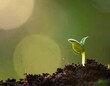 © MDMESBA - Green soybean plant with healthy roots growing in soil isolated on background, soybean, plant, green, growth, roots, soil4