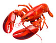 © rskasl - red lobster isolated on transparent png