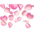 © MDSOPON - - Rose flower petals flying, isolated on white, transparent png