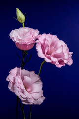 Wall Mural - Pink Lisianthus Flowers and a Bud on Blue