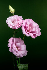 Wall Mural - Pink Lisianthus Flowers and Bud on Dark Green