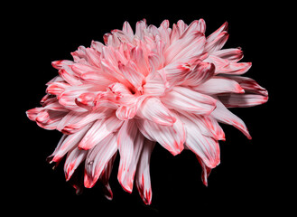 Wall Mural - Striking pink and white spider chrysanthemum bloom against a black background