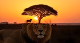 Majestic lion at sunrise in the African savanna, with a large acacia tree and zebra silhouetted above.
