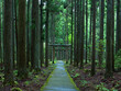 © kyotophoto_s - 京都市の市街地から離れた山間部にひっそりと佇む賀茂神社の参道からみた鳥居