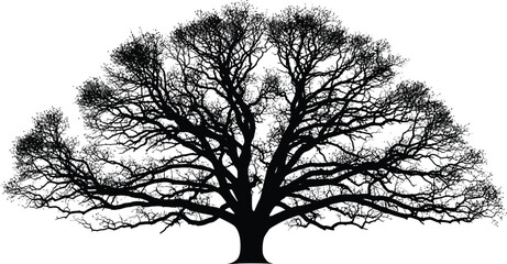 Silhouette of a majestic oak tree with intricate branches, creating a striking contrast and showcasing trees natural beauty