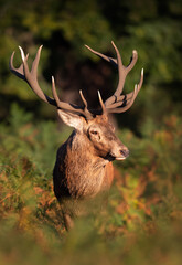 Wall Mural - Portrait of a majestic red deer stag with large antlers in a meadow