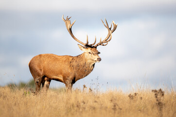 Wall Mural - Portrait of a majestic red deer stag with large antlers in a meadow