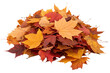© Israt - Pile of colorful autumn leaves in vibrant shades of red and orange on a crisp clear white background