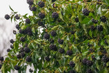 Clusters of blackberries (Rubus fruticosus) ripening in natural greenery, seasonal forest texture.