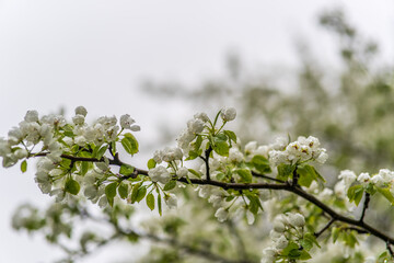 Wall Mural - white blossoming apple trees with rain drops