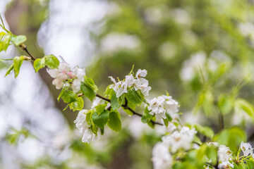 Wall Mural - white blossoming apple trees with rain drops