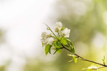 Wall Mural - white blossoming apple trees with rain drops