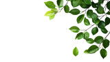 Lush green leaves gracefully arranged on a clean white background. creating a serene and fresh atmosphere. ideal for nature-themed designs and wellness content