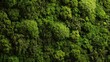 © titik - Lush green moss wall texture (1)