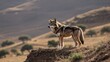 © ANRI - Ethiopian wolf watching from hill ridge near grazing area