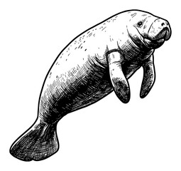 Wall Mural - graceful manatee swimming and jumping motion black and white outline line art drawing detailed illus