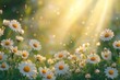 © mat - Sunny Meadow with Beautiful Daisies and Gentle Light Rays
