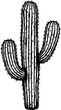 © salma - Vector illustration of the cactus